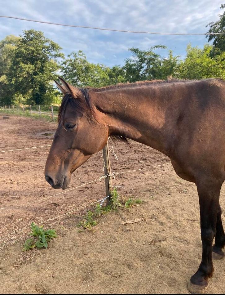PRE-merrie, Dieren en Toebehoren, Paarden, Merrie, Zadelmak, Minder dan 160 cm, 7 tot 10 jaar, Recreatiepaard, Gechipt