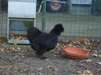 kippen : zijdehoenders, Dieren en Toebehoren, Pluimvee, Vrouwelijk, Kip