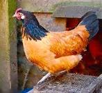 Legkippen legklaar - 0472-51.09.71 - open tot 21u, Kip