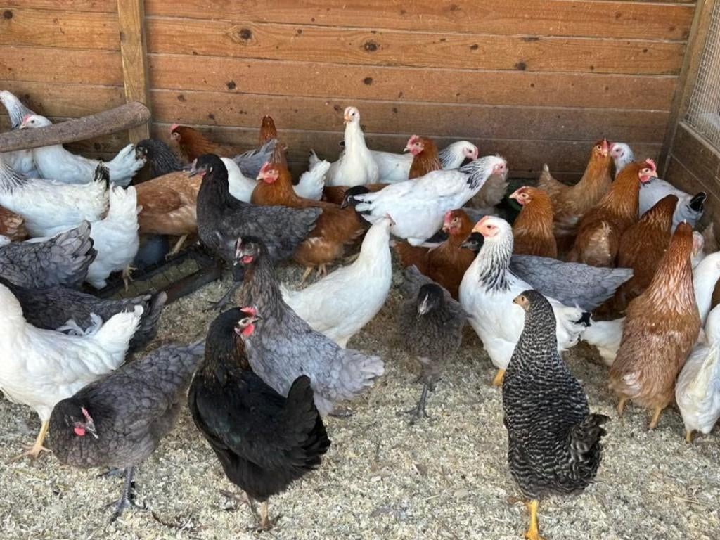 Legkippen: zaterdag en zondag 10-16uur, Femelle, Poule ou poulet