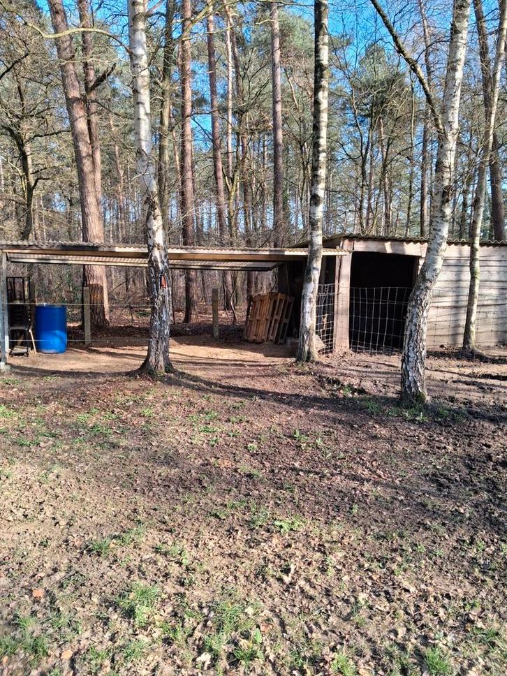 Pensionstalling met 24/7 weidegang en buitenpist te westerlo, Dieren en Toebehoren, Stalling en Weidegang, Stalling, Weidegang