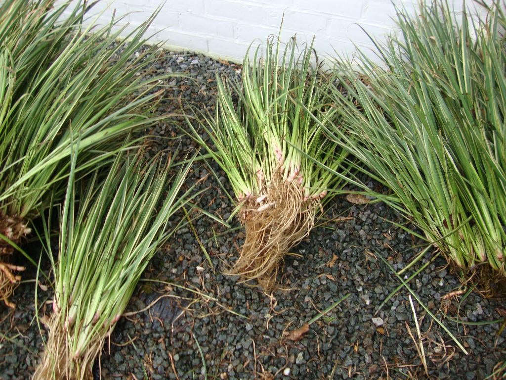 Blonde calmus scheuten en grotere stukken, Tuin en Terras, Vijver-toebehoren, Ophalen, Nieuw, Vijverrand