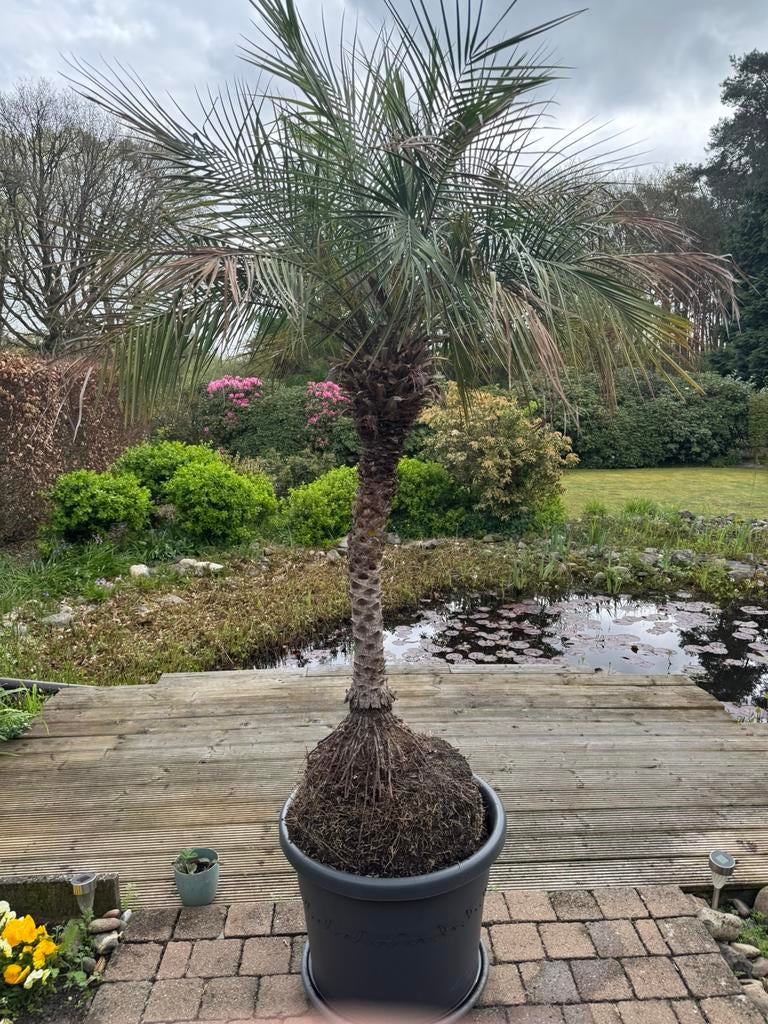 Palmboom, Tuin en Terras, Planten | Bomen, Halfschaduw, 100 tot 250 cm, Palmboom, Ophalen