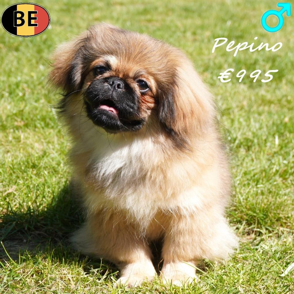 Pekingees, Pepino & Prinz - Belgische pups te koop, Parvo, België, 15 weken tot 1 jaar, Meerdere