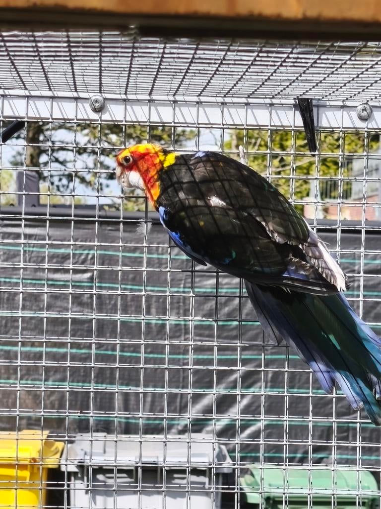 Rosella man, Animaux & Accessoires, Oiseaux | Perruches & Perroquets