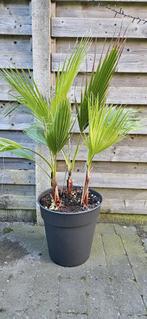 Washingtonia Robusta - Mexicaanse Waaierpalm, Tuin en Terras, Ophalen, Vaste plant, Overige soorten, Halfschaduw