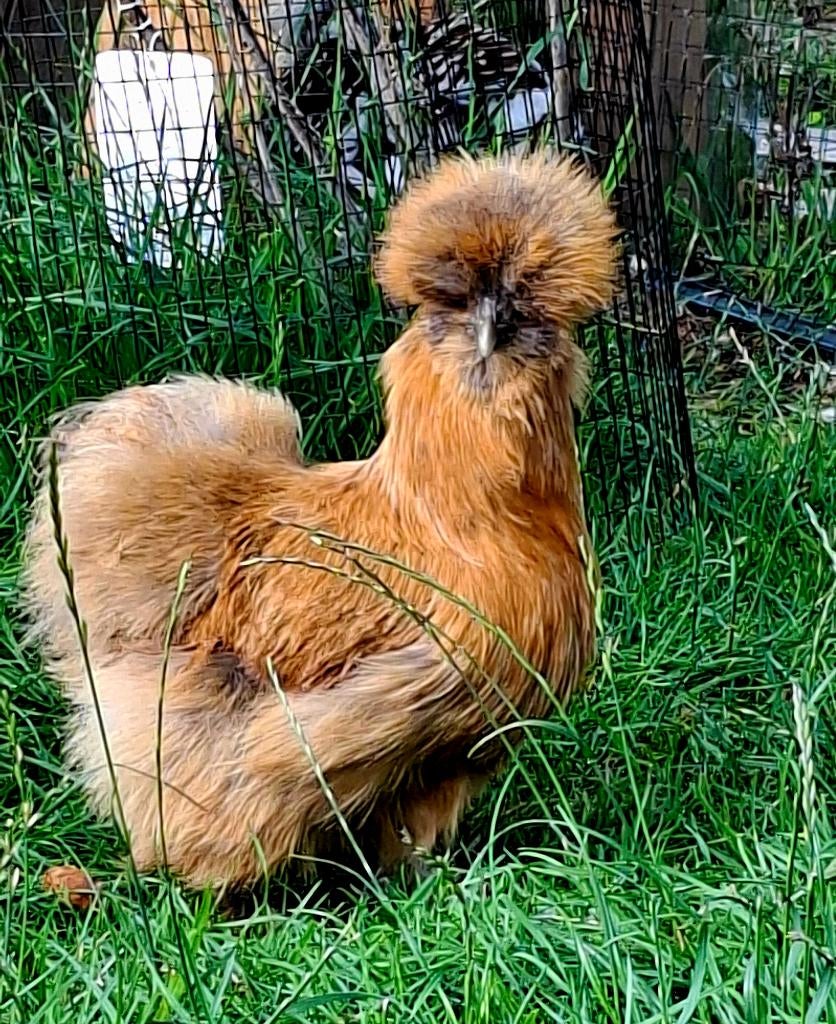 USA zijdehoendertjes, toompje, broedeieren en kuikens, Plusieurs animaux, Poule ou poulet