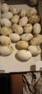 ganzeneieren om te eten, Oie ou Cygne