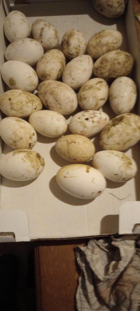 ganzeneieren om te eten, Animaux & Accessoires, Volatiles, Oie ou Cygne