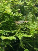 Wildkleur garnalen, Kreeft, Krab of Garnaal