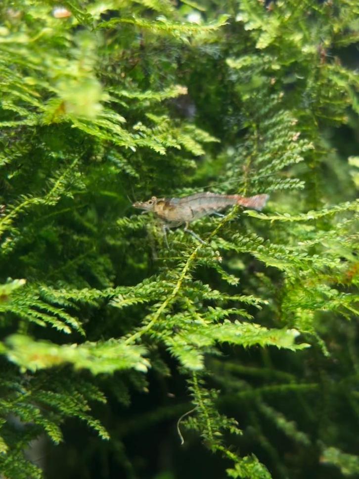 Wildkleur garnalen, Dieren en Toebehoren, Vissen | Aquariumvissen, Kreeft, Krab of Garnaal