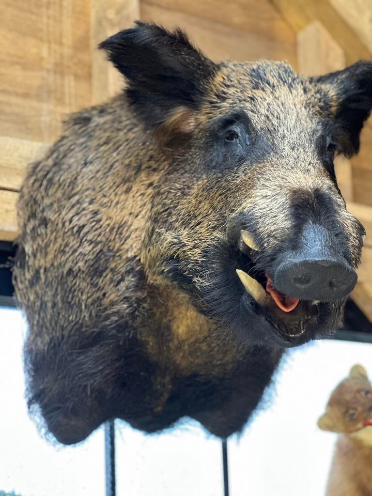 Everzwijn kop taxidermie zeer mooi, Enlèvement