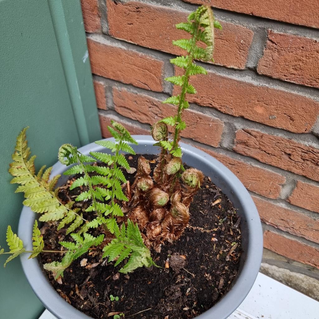 Meerjarige tuinplant Varen Eigen kweek Grote kweekpot emmer, Ophalen of Verzenden, Zomer, Vaste plant, Varens