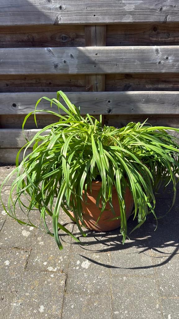 Eendagslelies - oranje, Ophalen