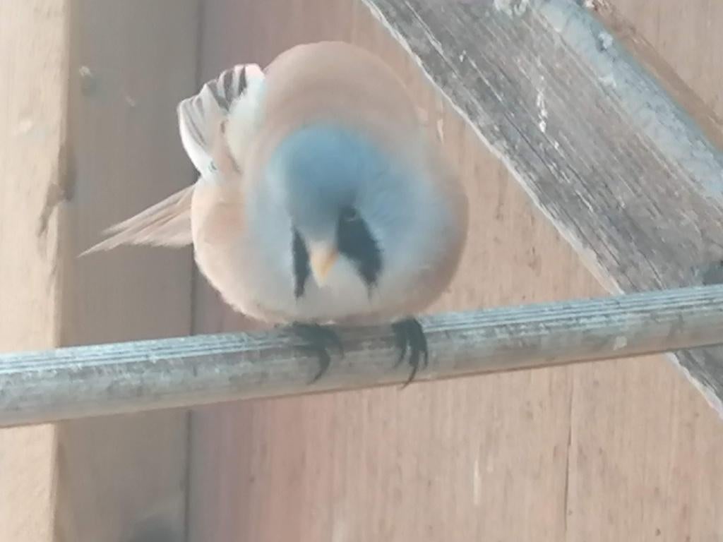 Baardman, Dieren en Toebehoren, Vogels | Overige Vogels, Mannelijk, Wildzangvogel, Geringd