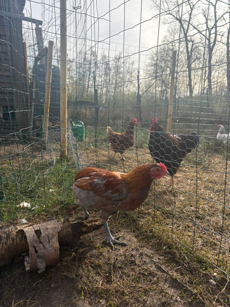 Jonge haan te koop – 19 weken – gezond en actief, Dieren en Toebehoren, Pluimvee