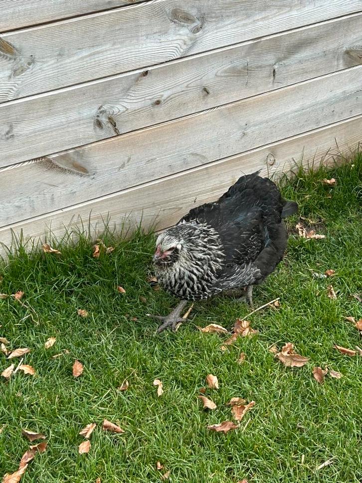 Poules pondeuses à vendre, Animaux & Accessoires, Volatiles, Poule ou poulet, Femelle