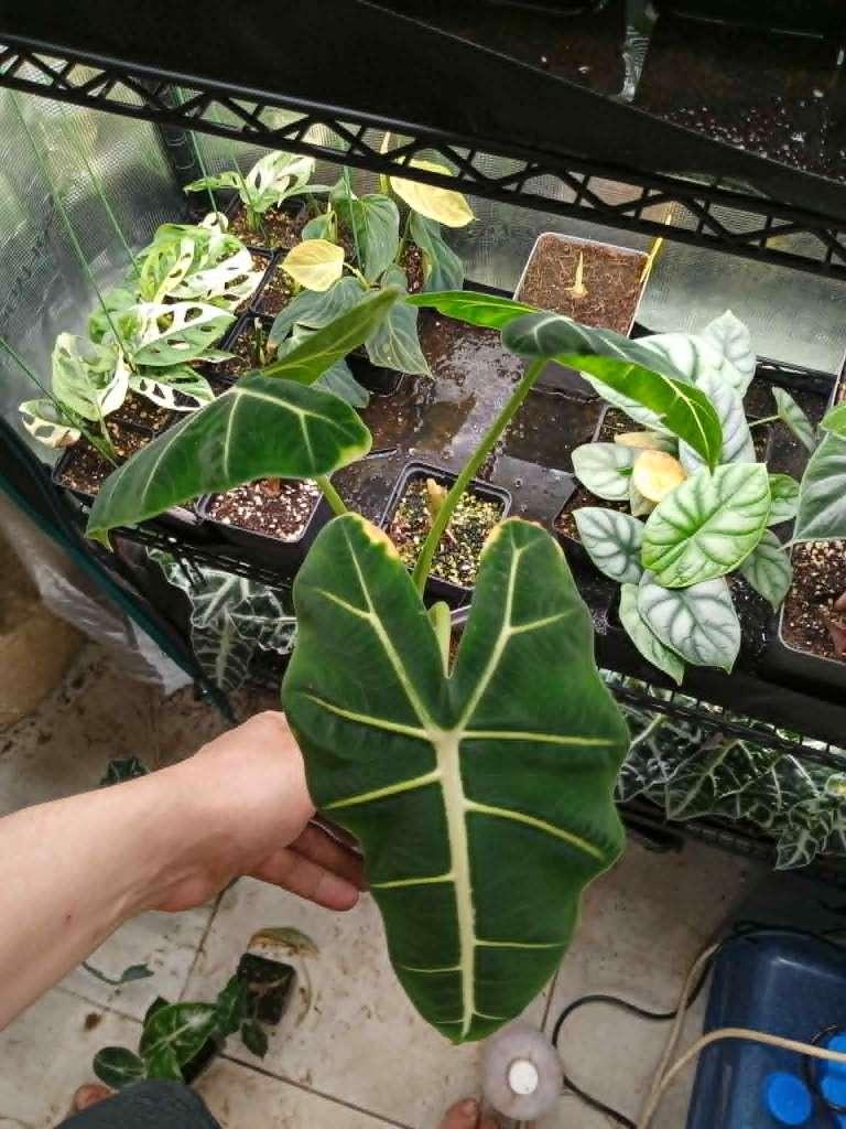 alocasia frydeck, Maison & Meubles, Plantes d'intérieur, Autres espèces, En pot, Moins de 100 cm, Enlèvement