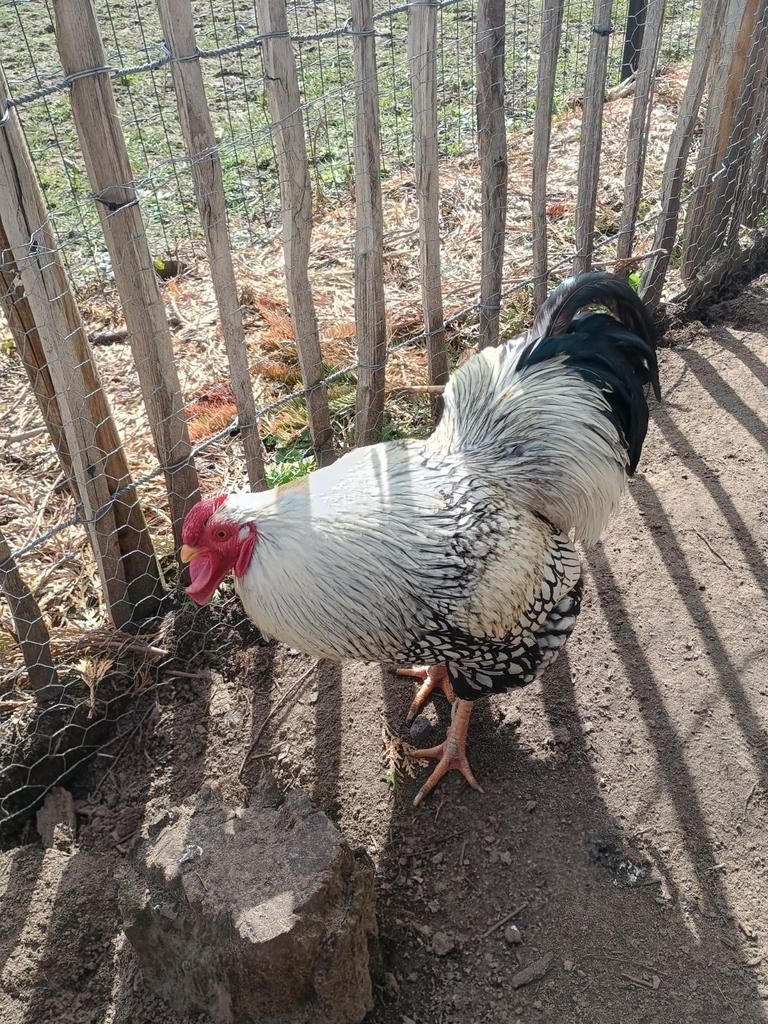 Broedeieren Wyandotte zilver zwart, Dieren en Toebehoren