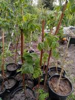 Allerlei boompjes & struiken, Tuin en Terras, Ophalen, Overige soorten