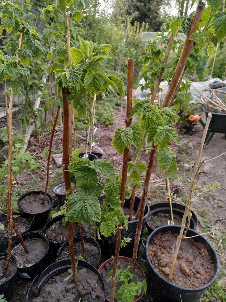 Allerlei boompjes & struiken, Tuin en Terras, Planten | Struiken en Hagen, Overige soorten, Ophalen
