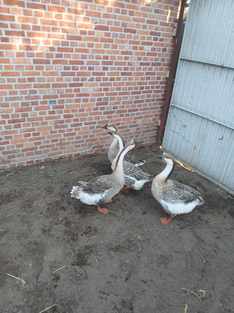 Oies, oies flamandes et mulets, cinérétiques, Animaux & Accessoires