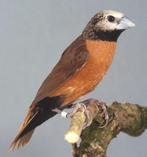 Witschedelnon / lonchura nevermani, Animaux & Accessoires, Oiseaux | Oiseaux Autre, Plusieurs animaux, Oiseau tropical, Bagué
