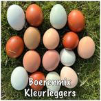 Regenboog eieren - Gekleurde broed eieren, Dieren en Toebehoren, Pluimvee