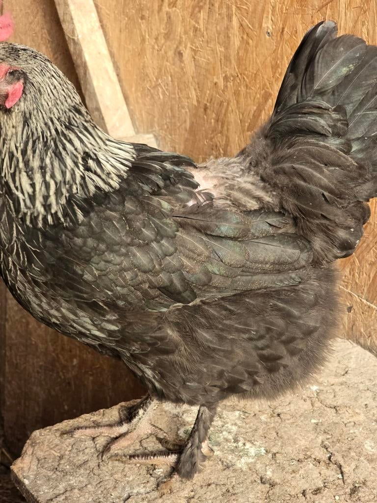 2 marans, poules à col argenté., Animaux & Accessoires