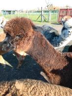 Mare appaloose, Animaux & Accessoires, Avril, Femelle