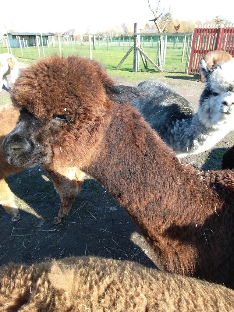 Mare appaloose, Animaux & Accessoires, Animaux Autre, Femelle, Avril