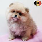 Spitz Nain & Petit Spitz - chiots belges à vendre, Commerçant, Autres races, 8 à 15 semaines, Plusieurs