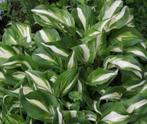 Hostas, Ophalen