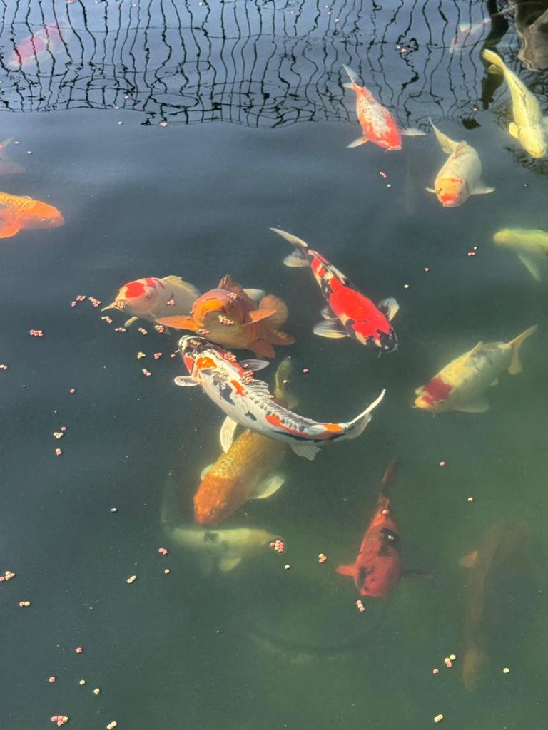 Japanse Koi te koop - 20 tal - ca 50cm, Dieren en Toebehoren, Vissen | Vijvervissen, Karper of Koi