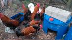 coq marans/vorwerk, Animaux & Accessoires