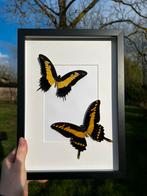 Opgezette vlinder - Papilio androgeus & thoas, Verzamelen, Dierenverzamelingen, Ophalen of Verzenden, Nieuw, Insect, Opgezet dier