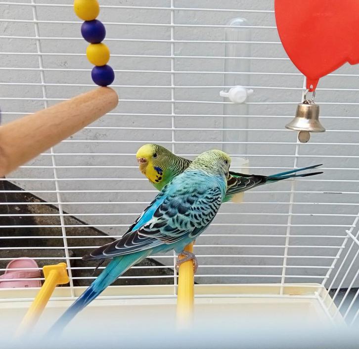 Très belle couple de perruche avec cage + accessoires, Animaux & Accessoires, Oiseaux | Perruches & Perroquets, Perruche, Plusieurs animaux