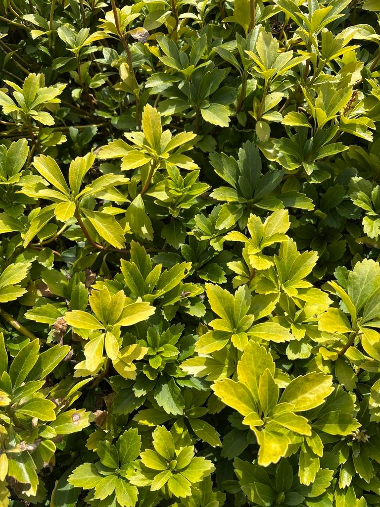 Dikkemanskruid, Tuin en Terras, Ophalen