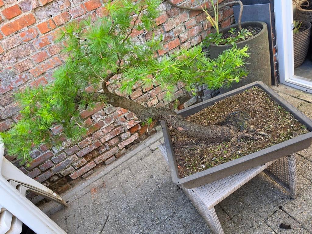 Bonsai Lariks, Ophalen