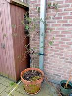 Kamperfoelie in pot, Enlèvement, En pot