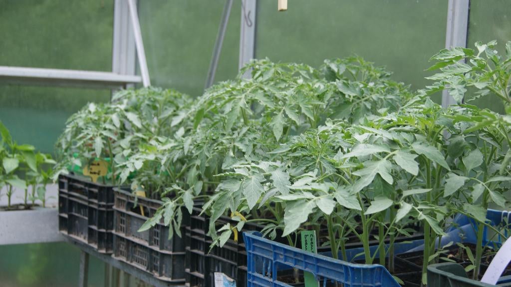 tomaten, paprika, Ophalen, Volle zon, Groenteplanten, Eenjarig