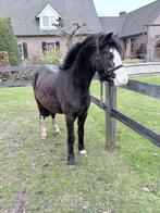 Zwarte Welsh A merrie, Dieren en Toebehoren, Merrie, Met stamboom, Niet van toepassing, A pony (tot 1.17m)