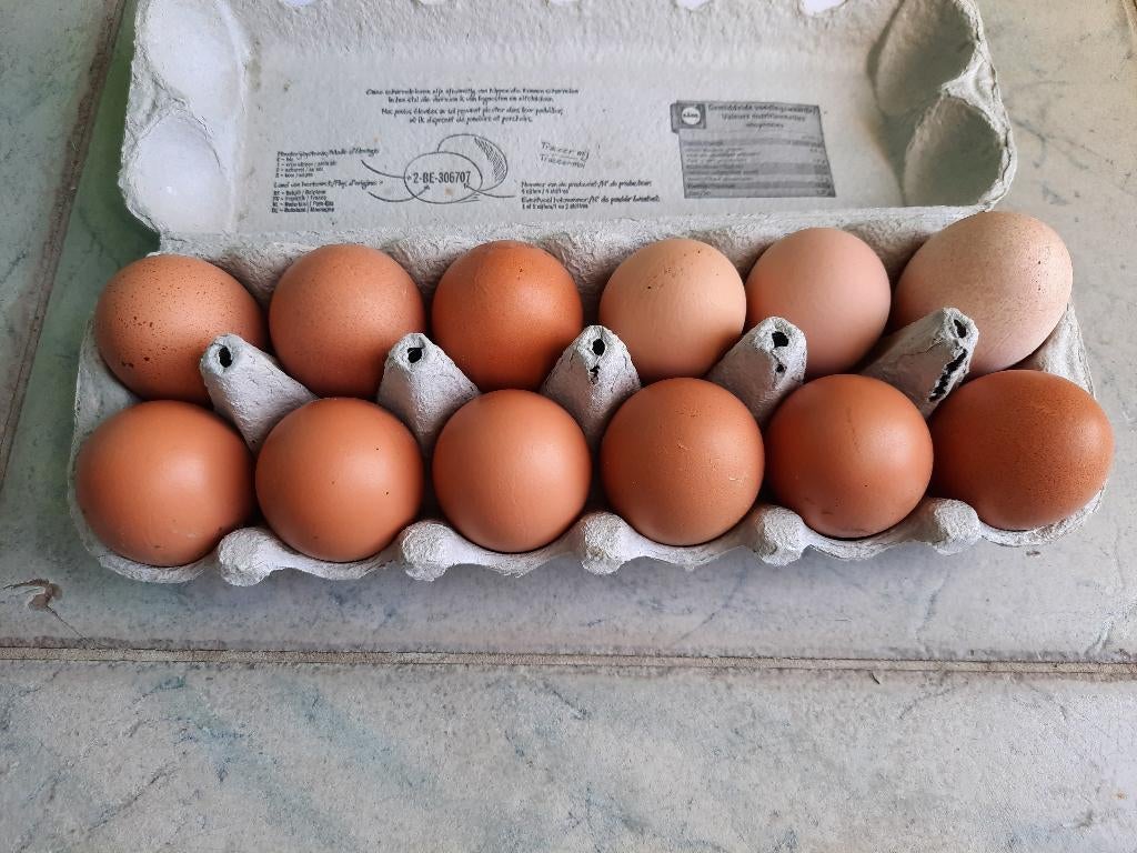 Broedeitjes legkippen, Dieren en Toebehoren, Kip