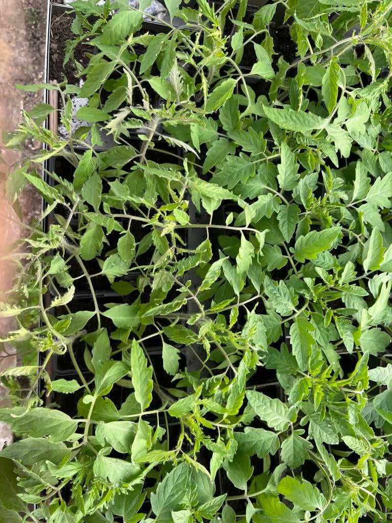 Tomate planten, Tuin en Terras, Ophalen