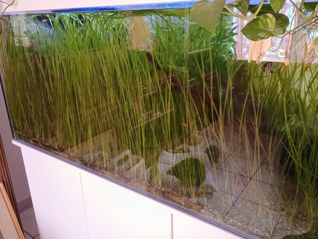 Plantes valisneria spiralis 10 pieds/10€, Animaux & Accessoires