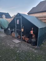 Configuration complète du poulet avec 11 poules pondeuses, Animaux & Accessoires, Enlèvement