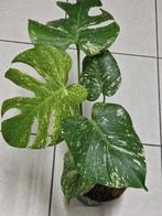Monstera Mint, Ophalen of Verzenden