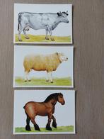3 postkaarten : paard, schaap, koe, Cheval, Envoi
