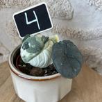 Alocasia Melo variegata, Ophalen of Verzenden