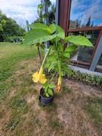 Brugmansia-trompetplant geel, Tuin en Terras, Planten | Tuinplanten, Ophalen